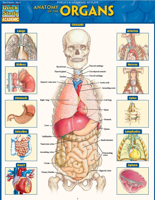 Anatomy of the Organs PDF
